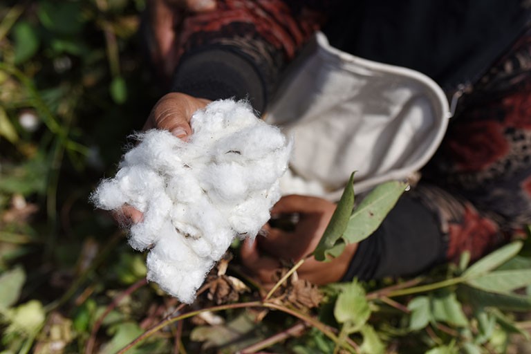 UNIDO-Egypt_Egyptian-Cotton-Project-2018_1