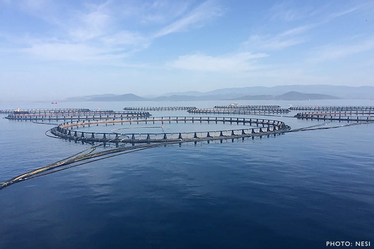 challenges-seafood