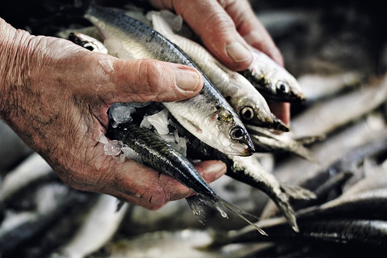 fish-feed-and-fish-feeddev