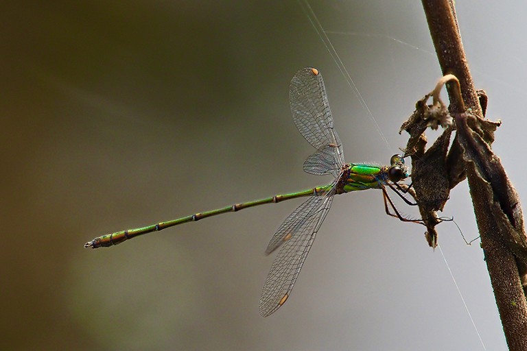 biodiversity
