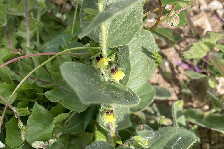 use-of-pesticides