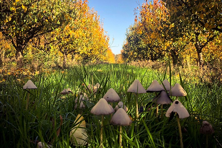 net-zero-farms