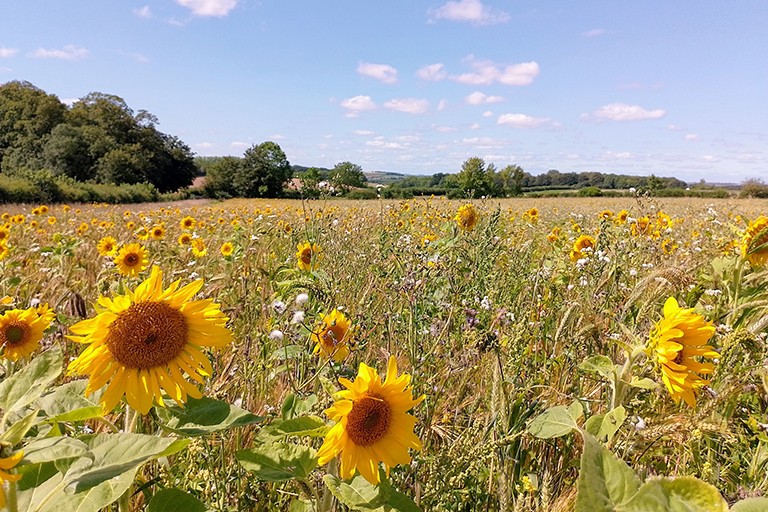 Biodiversity-challenges