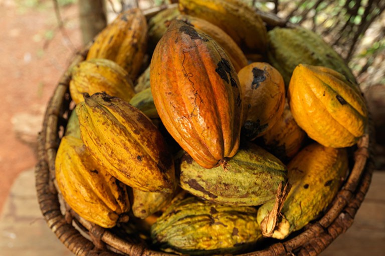 Fairtrade Cocoa Story in the Ivory Coast.  