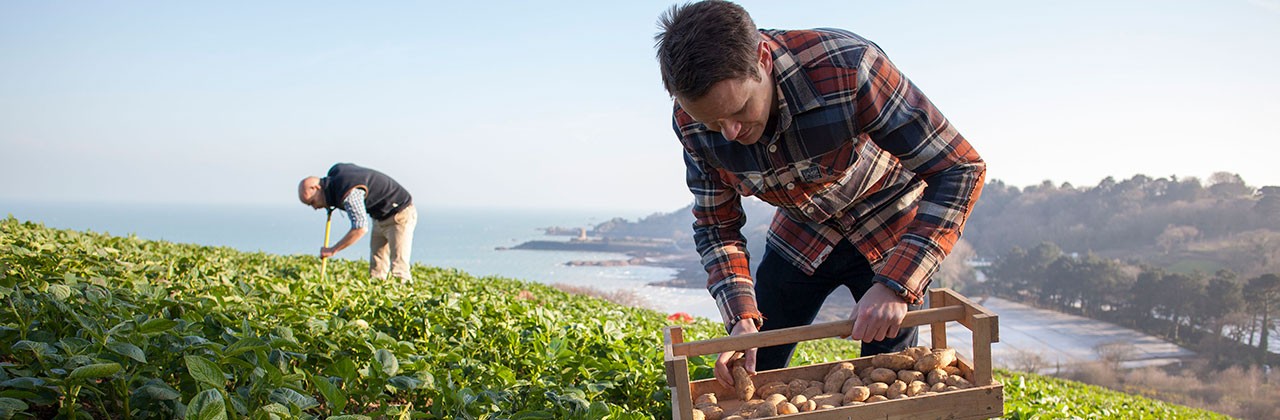 Jersey Royal Potatoes Waitrose