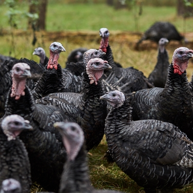 Compliant Commodity Sourcing