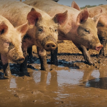 Cleaner Inputs, Better Products