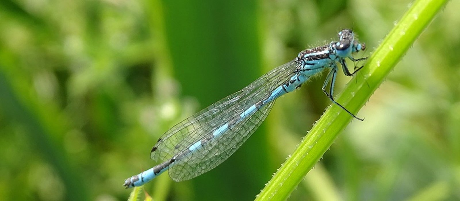 Biodiversity at our Leckford Estate