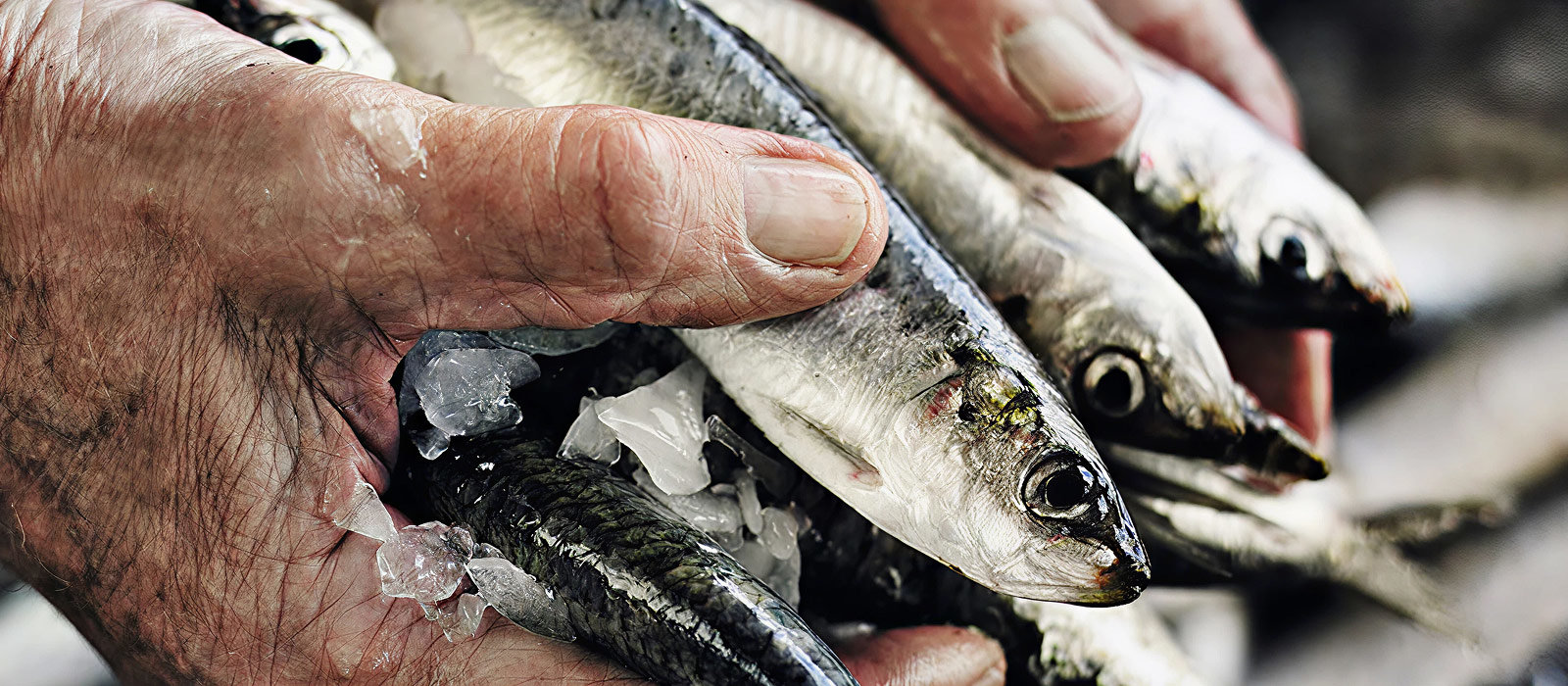 Fish feed and feed development