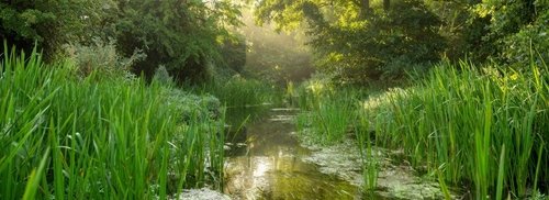 Our partnership with WWF