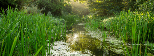 Our partnership with WWF