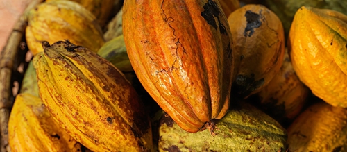 Cocoa