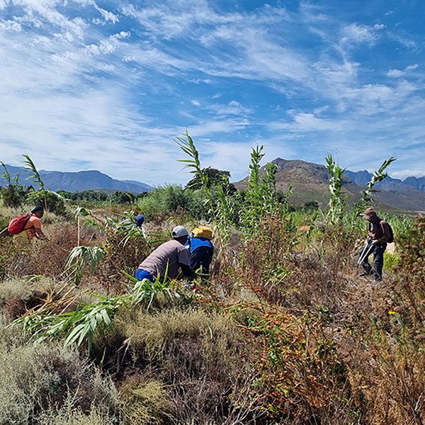In South Africa, the Waitrose