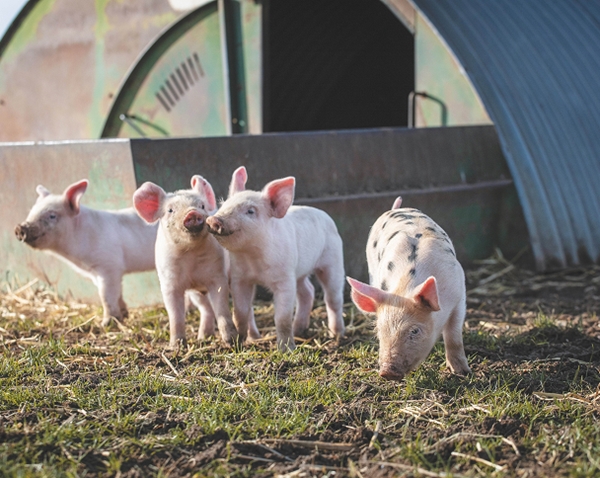 group of pigs