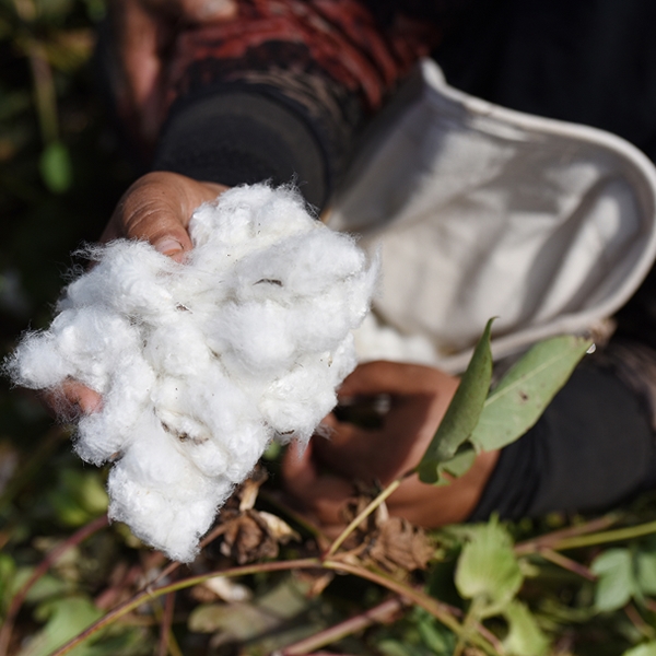 Better Cotton