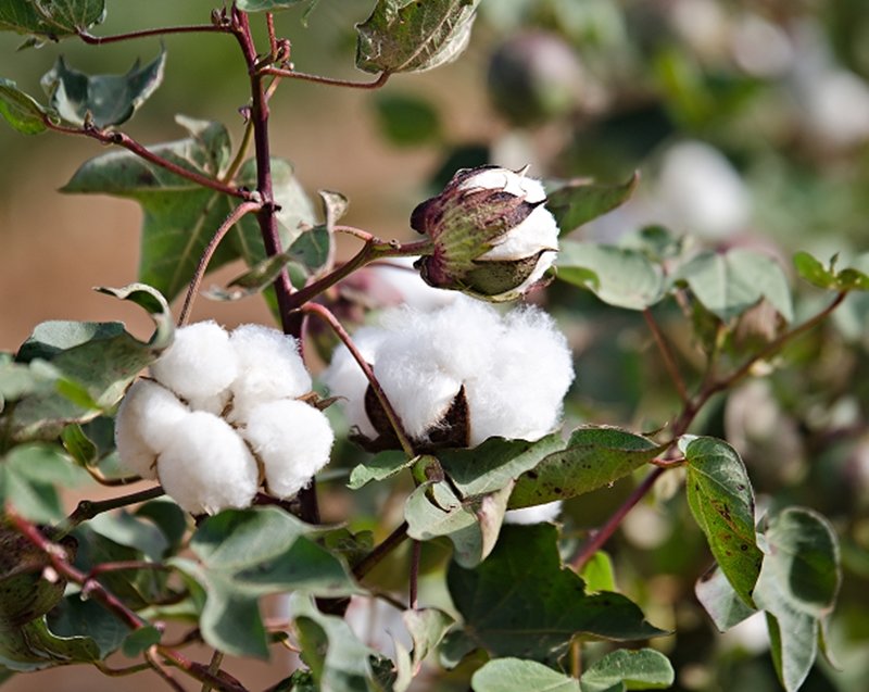 Cotton