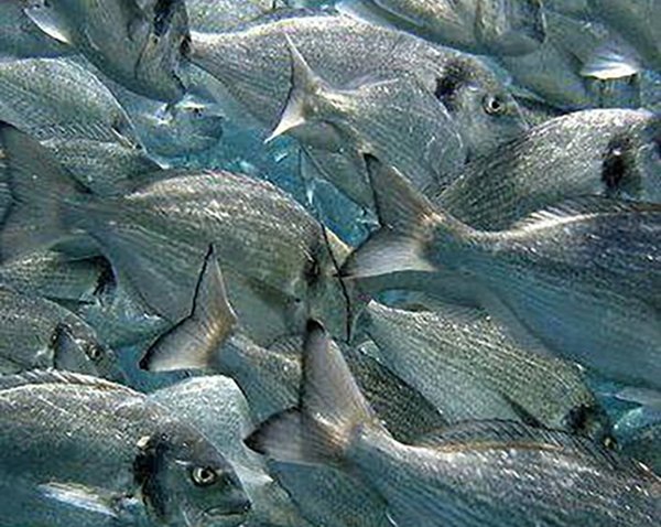 School of fish