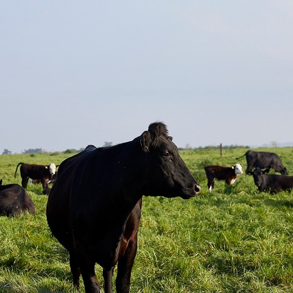 Animals grazing