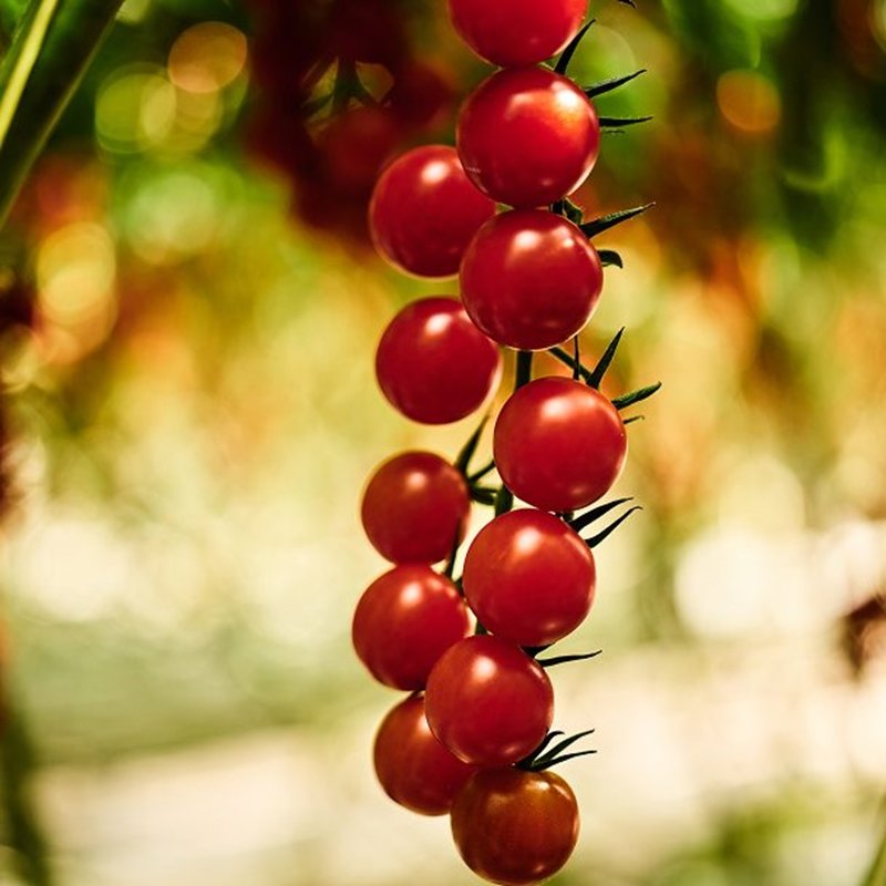 Phasing out highly hazardous pesticides