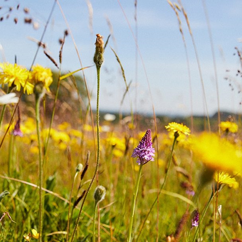 Integrated pest management