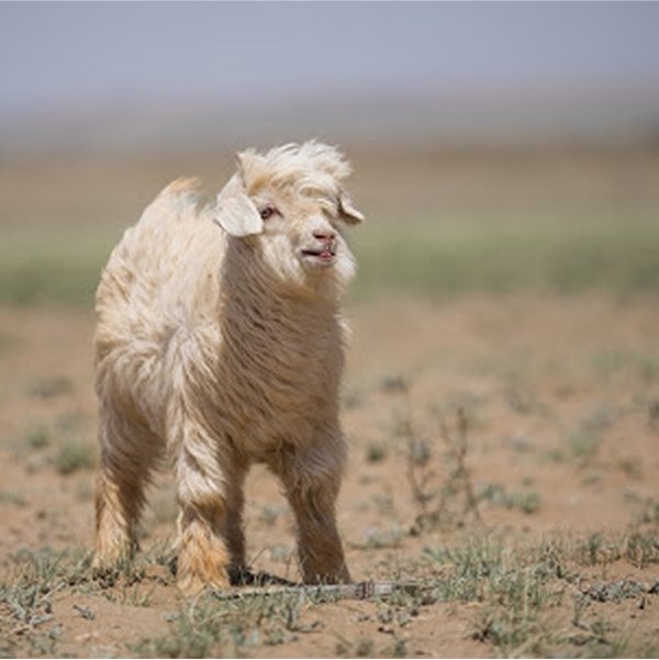 sheep