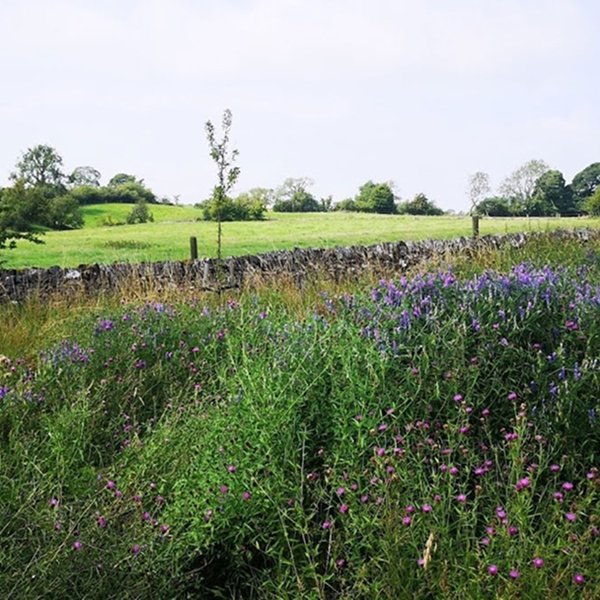 Protecting our natural world