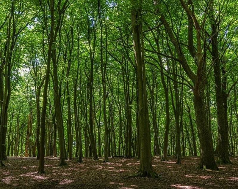 Protecting our forests