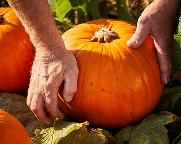 Pumpkin