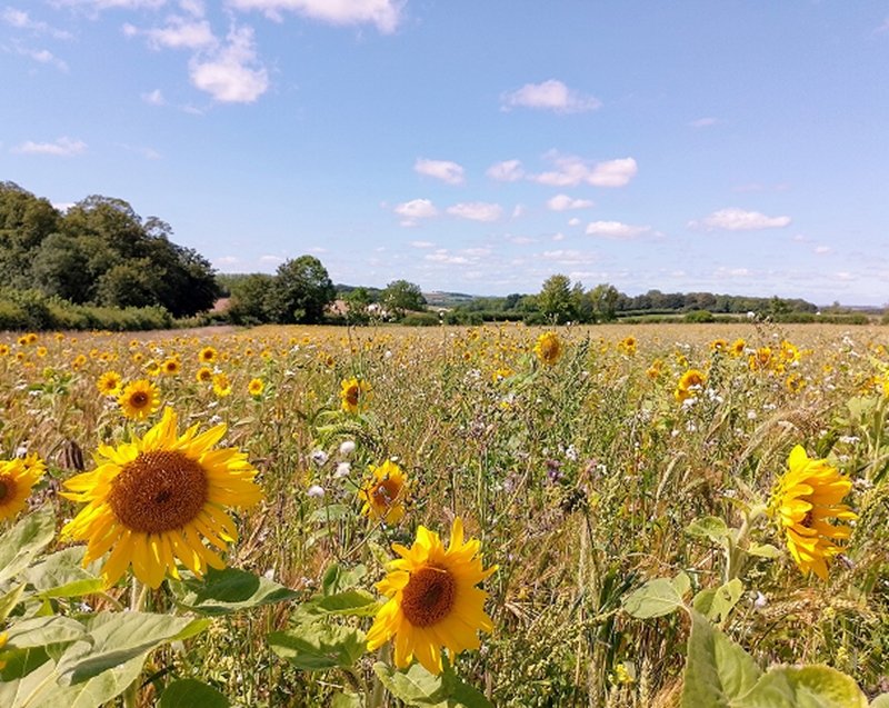 Our Ethics and Sustainability strategy