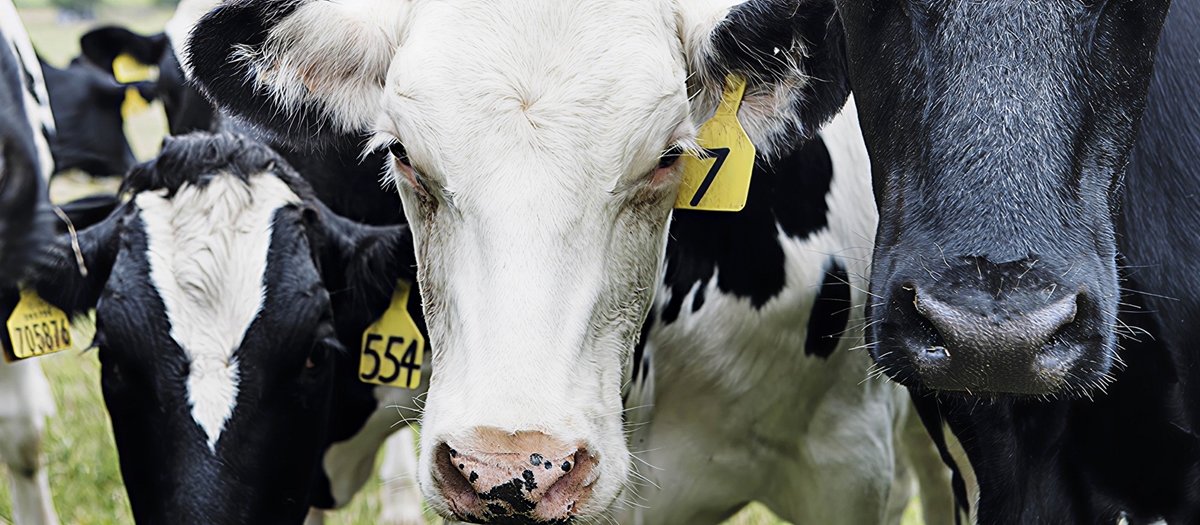 How we approach animal welfare