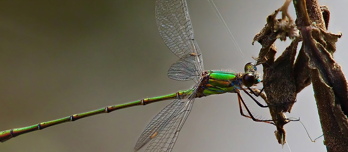 How we approach biodiversity