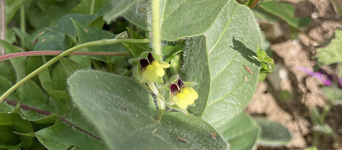 How we use pesticides