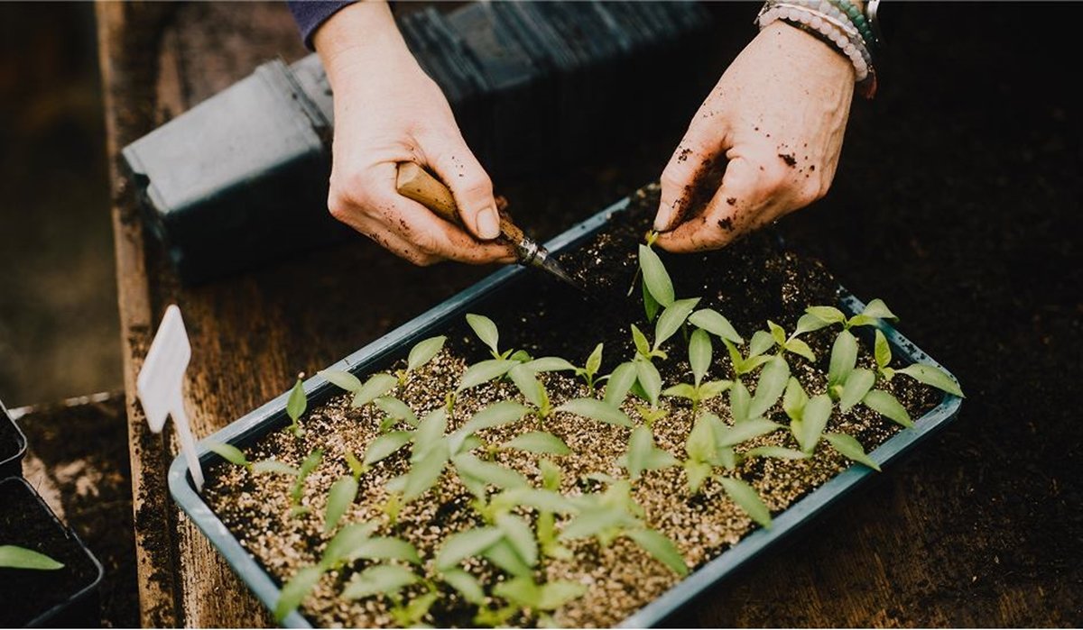 Let's eat more plants