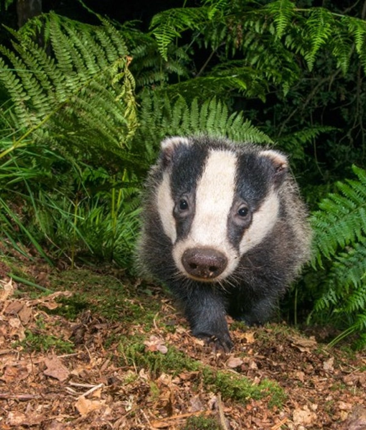Badger trust
