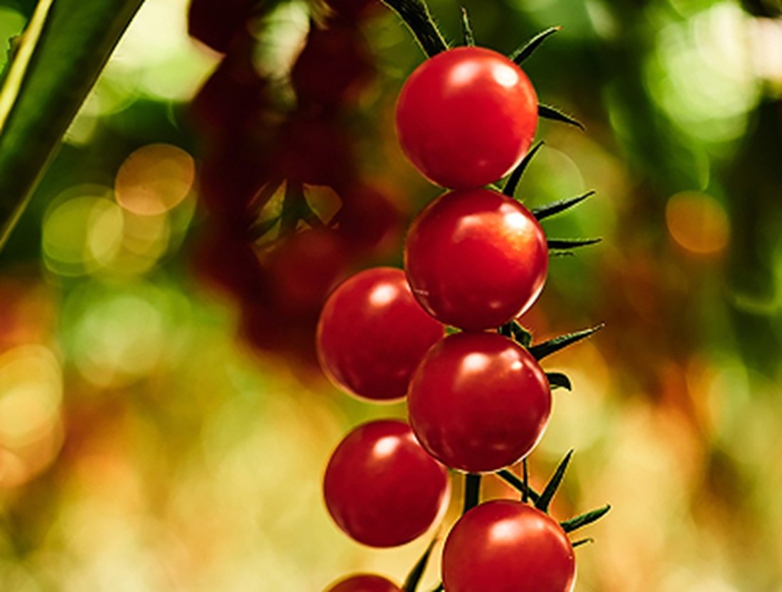 Committing to Sustainable Produce, Globally