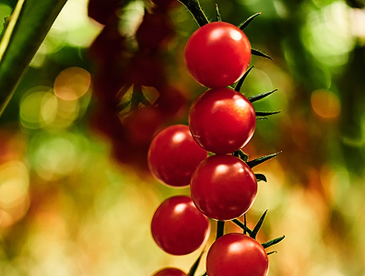 Committing to Sustainable Produce, Globally