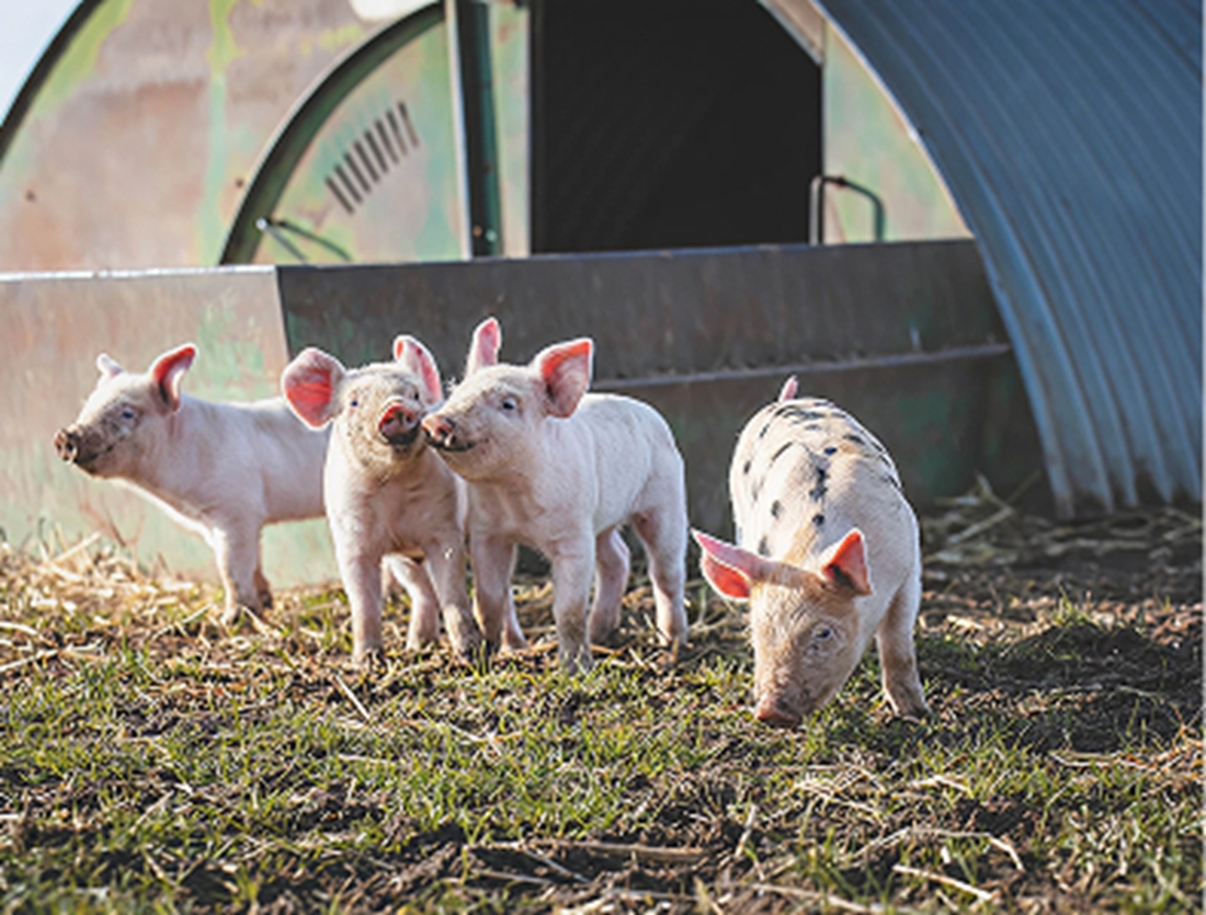 100% Higher Welfare Continental Meats