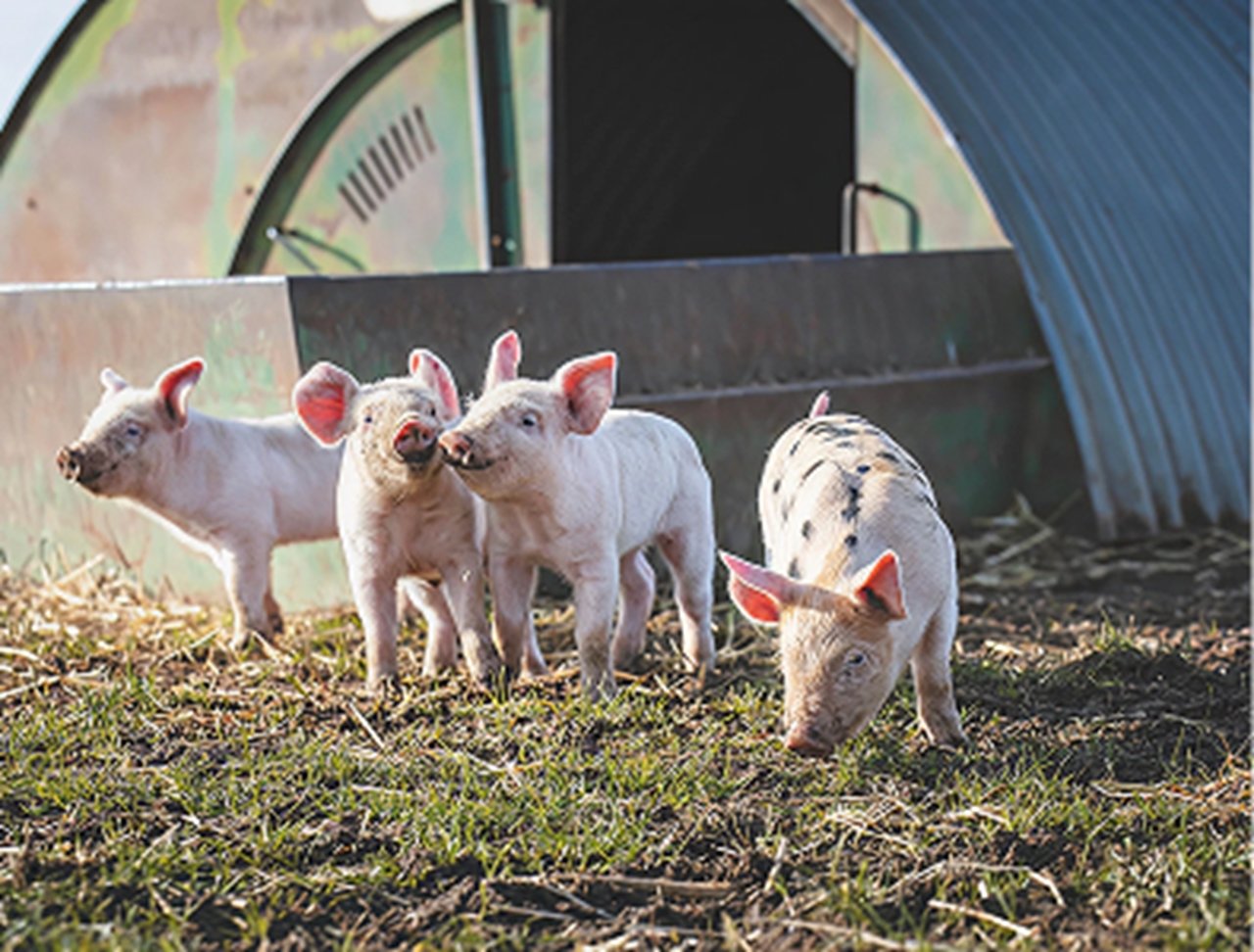 100% Higher Welfare Continental Meats