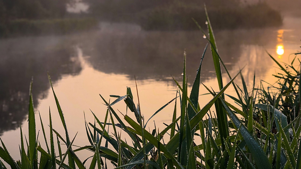Plant beside a lake