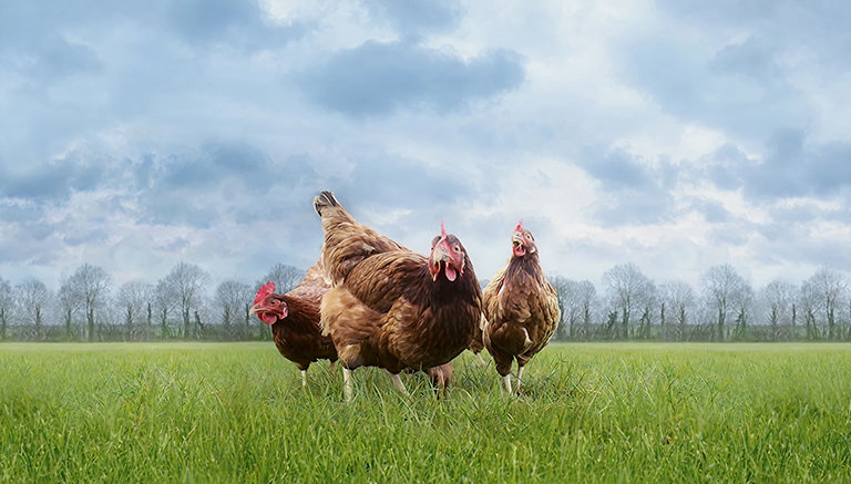 Broiler Chickens