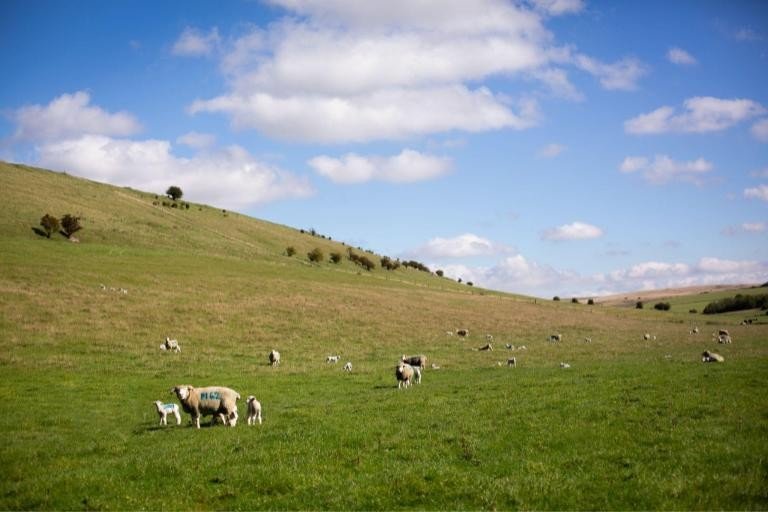 Lamb