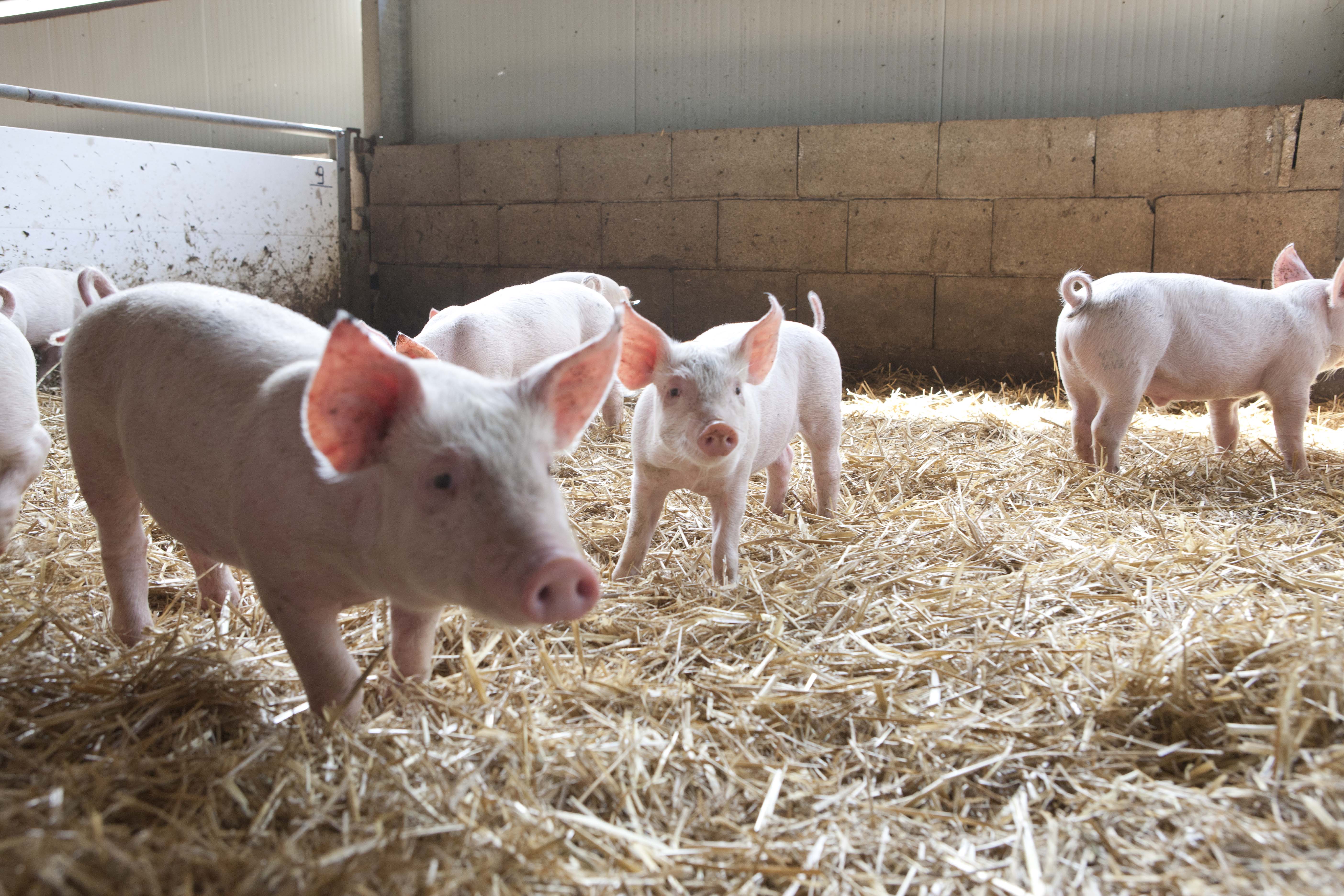 Image of Waitrose announces market leading welfare standards on continental meats