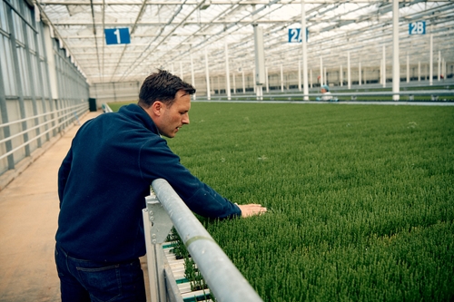 A British first: Waitrose becomes first supermarket to launch year-round British samphire