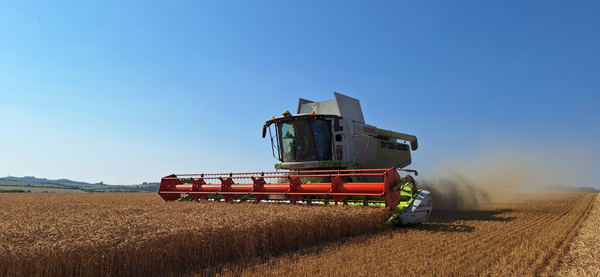 Image of Heatwave drives earliest ever harvest at Waitrose Leckford Estate