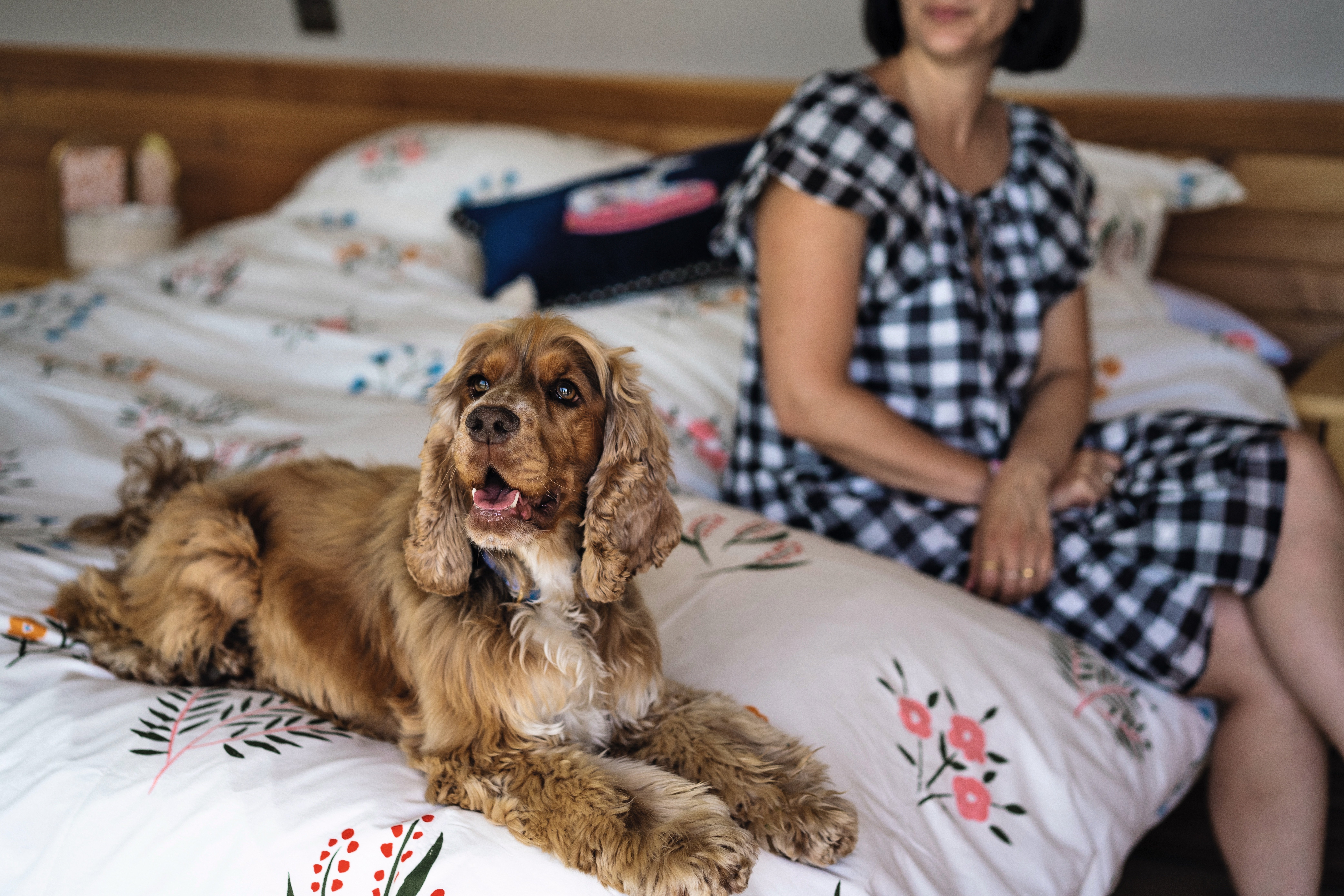 Happy dog relaxing on a bed