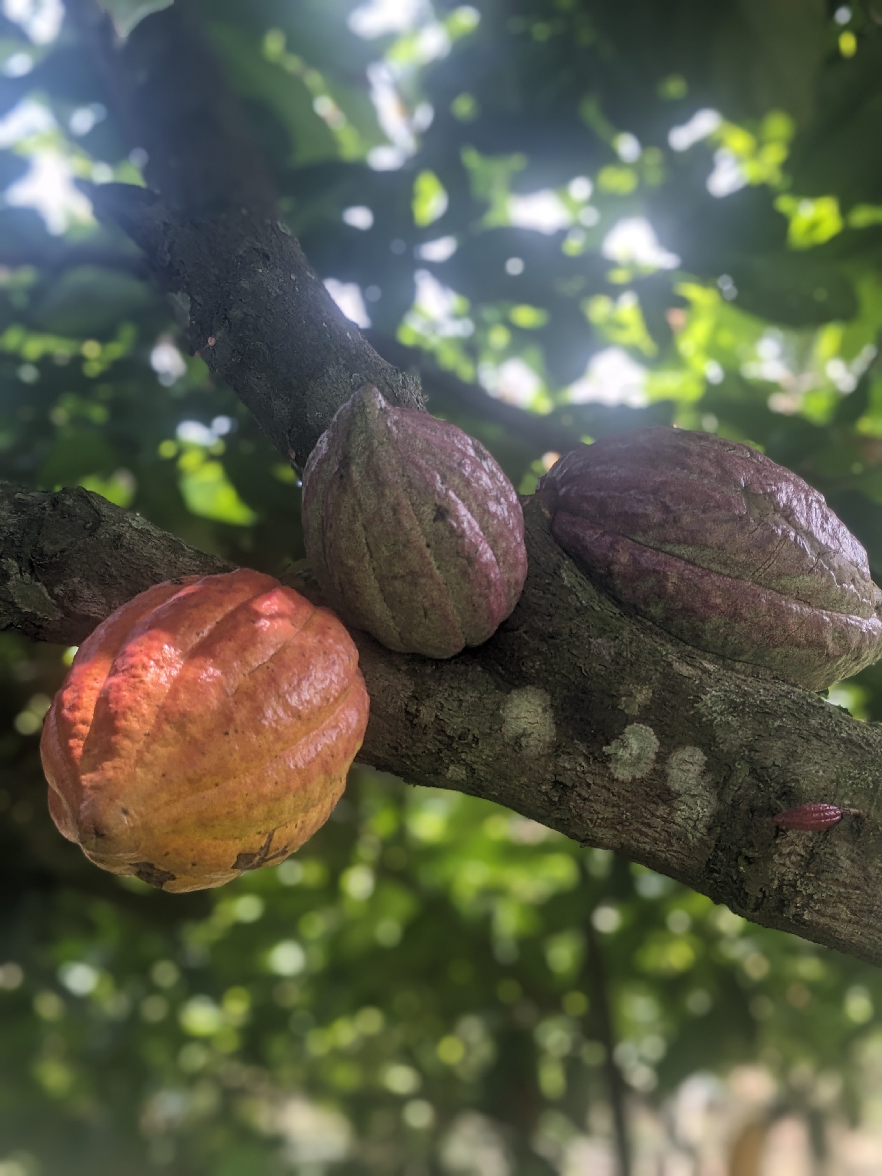 cocoa in our own-brand