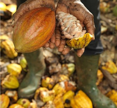 Raw material sourcing