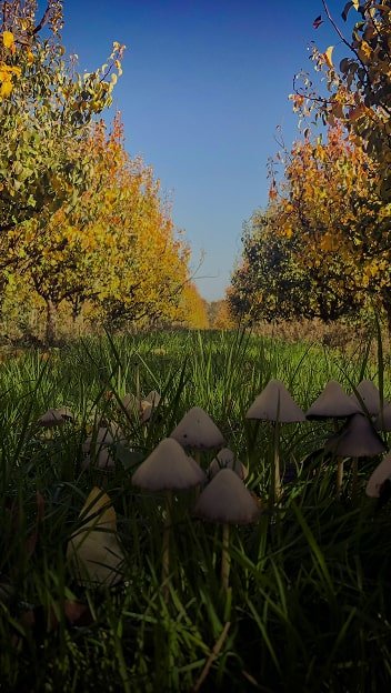 Reduction in scope 3 Forest, Land and Agriculture