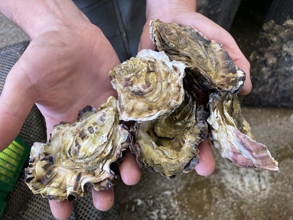 oysters