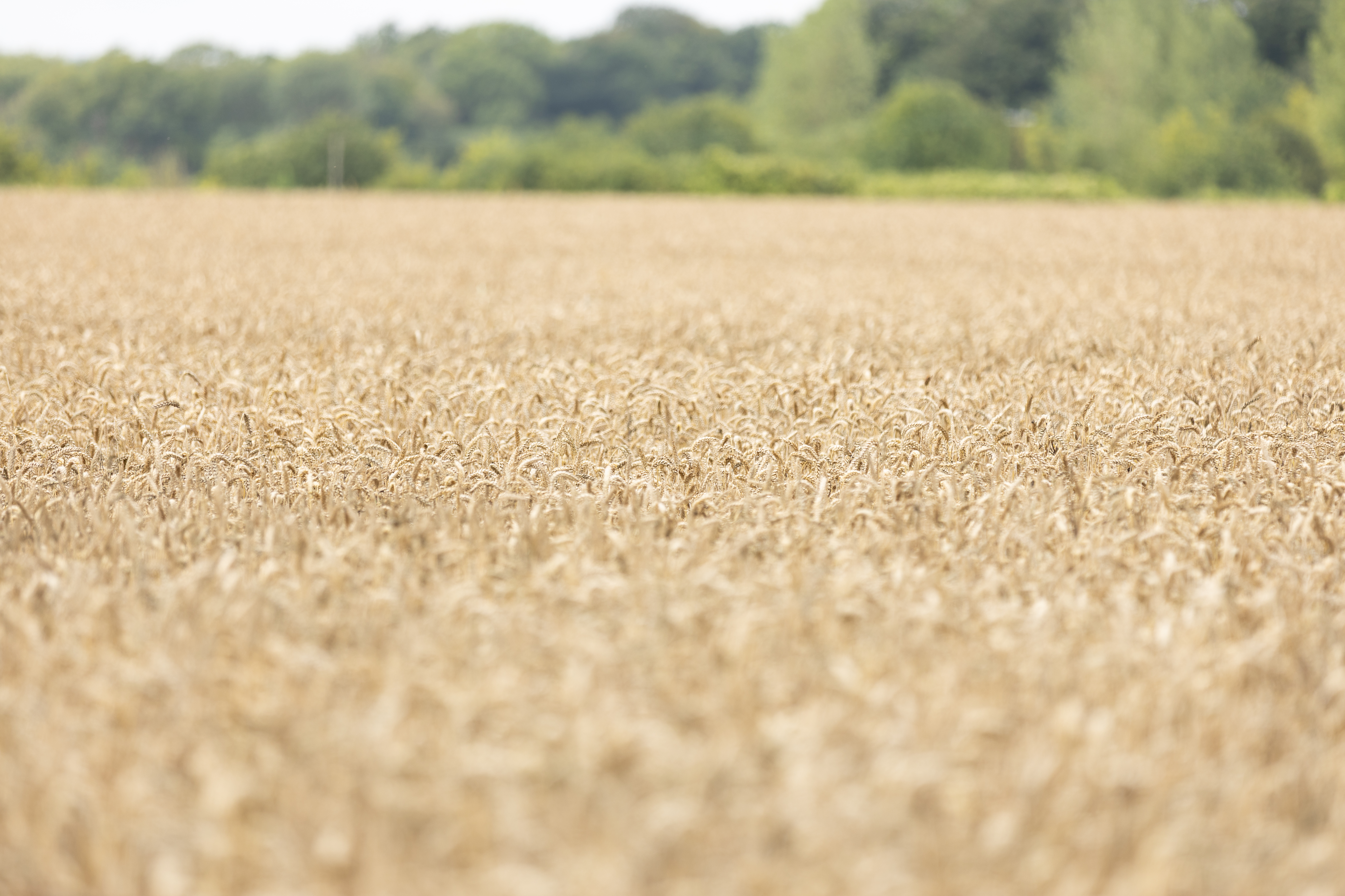 Reduction in our scope